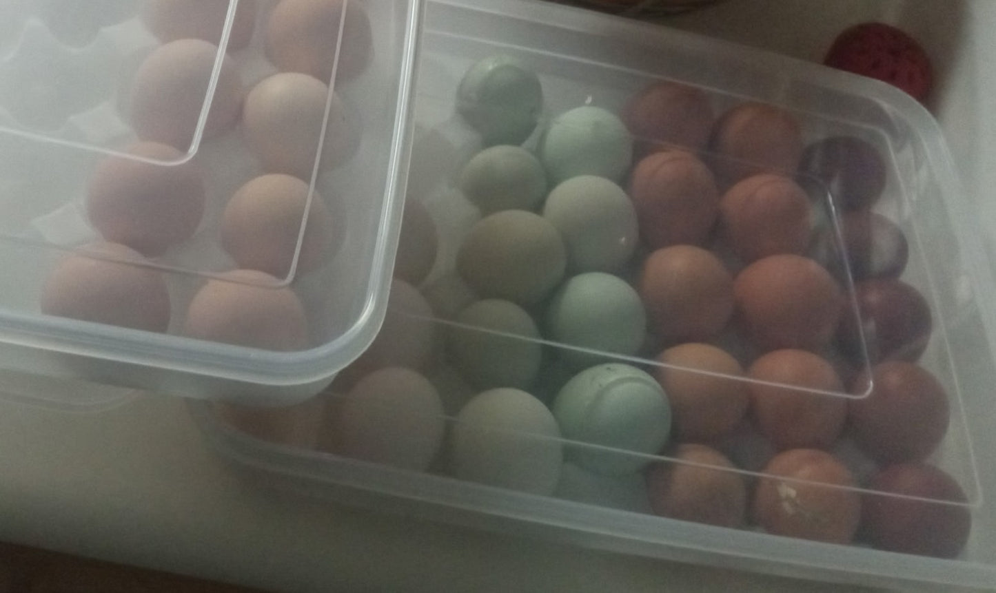 2 PACK, EGG STORAGE CONTAINER