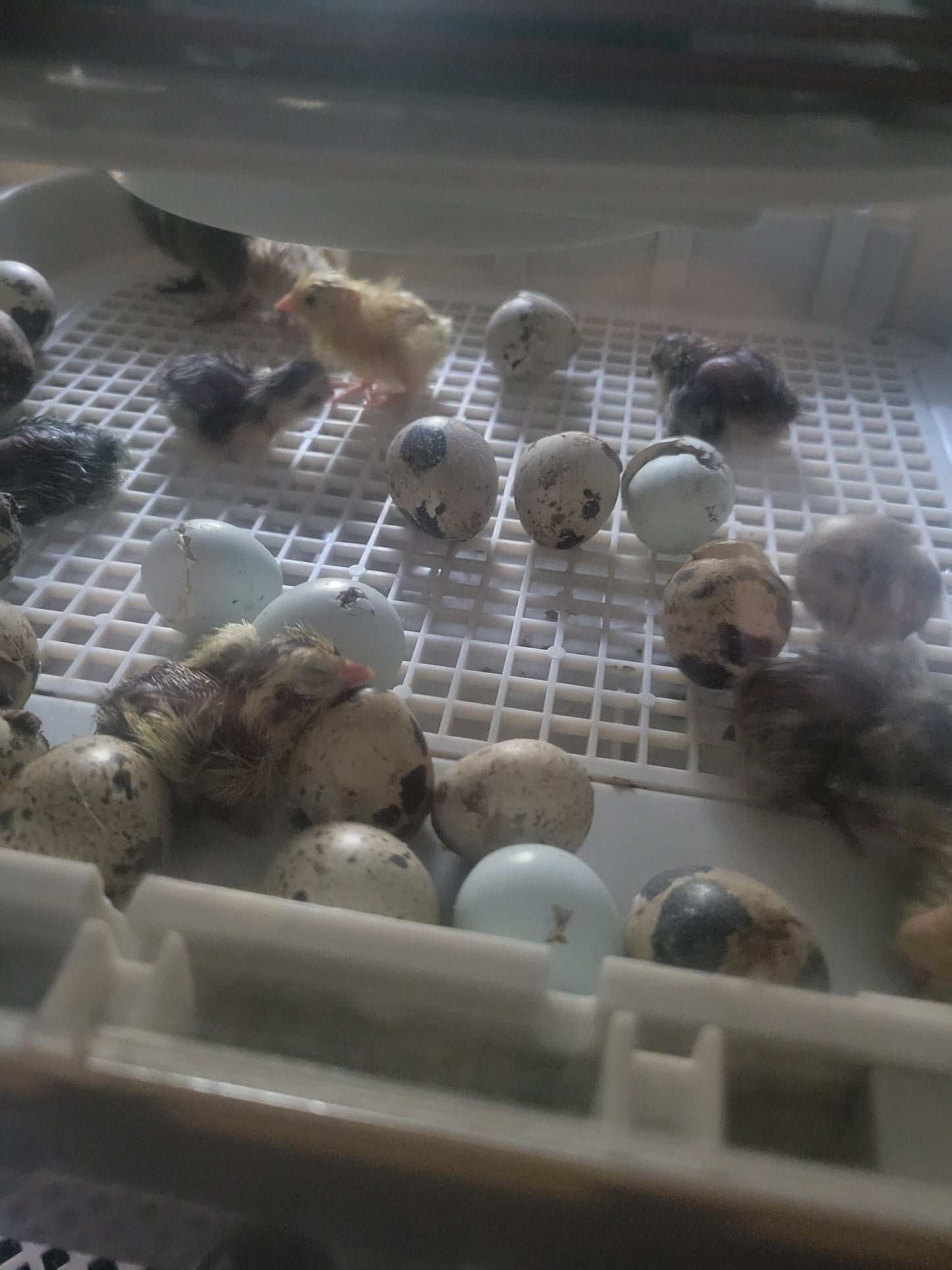 COURTNIX QUAIL HATCHING EGGS