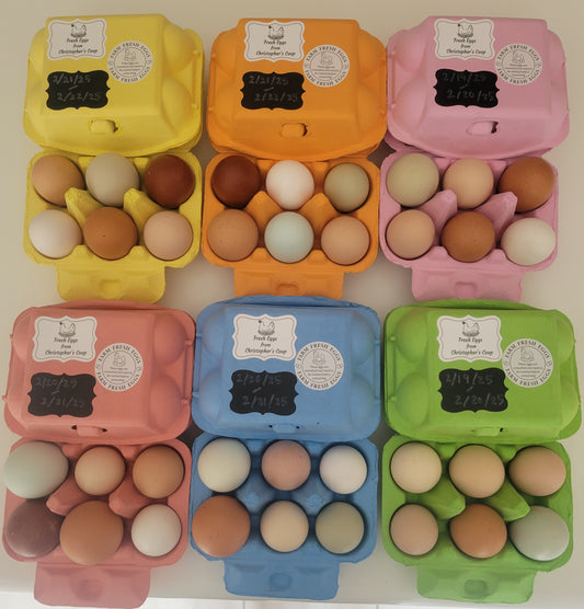 SPRING COLORS EGG CARTON KIT