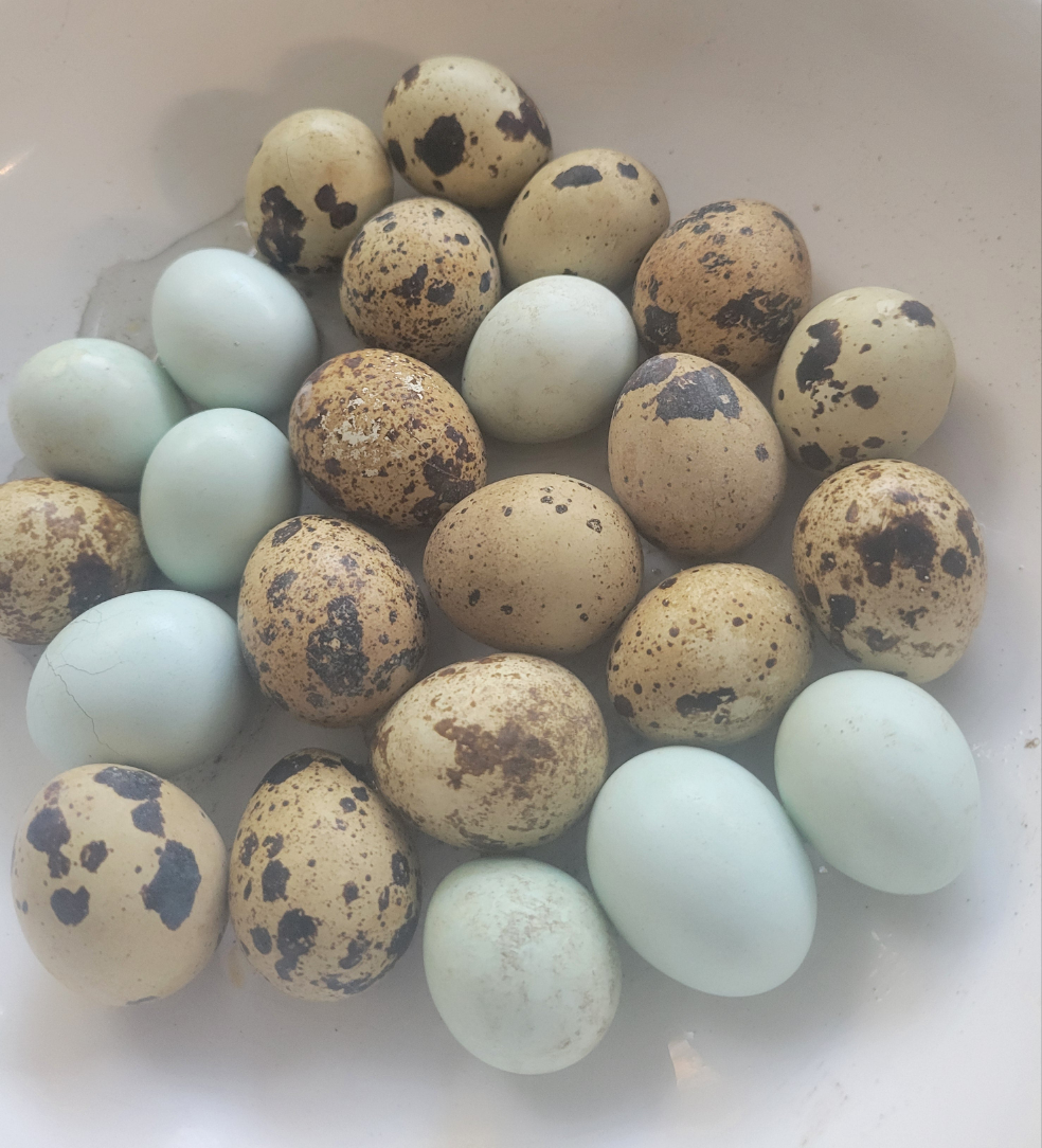 COURTNIX QUAIL HATCHING EGGS