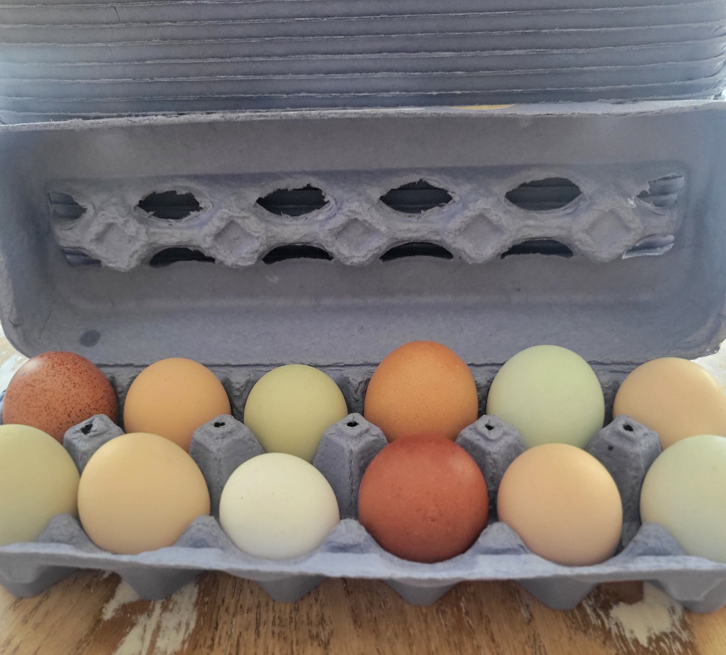 EGG CARTON KIT, 12 Cell